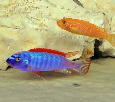 Лабеотрофеус Тумби Вест